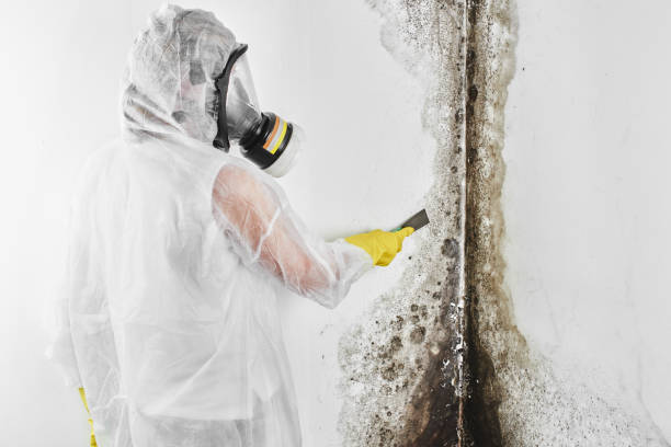 Best White Mold Remediation in Cecilia, LA