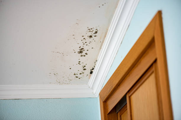 Best Mold Remediation for Specific Building Types in Cecilia, LA