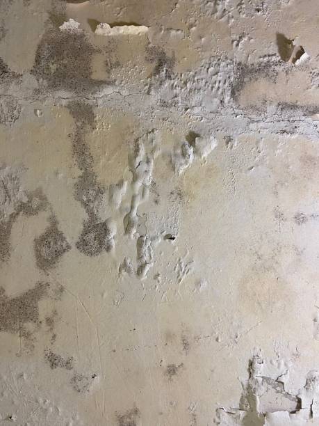Best Post-Flood Mold Remediation in Cecilia, LA