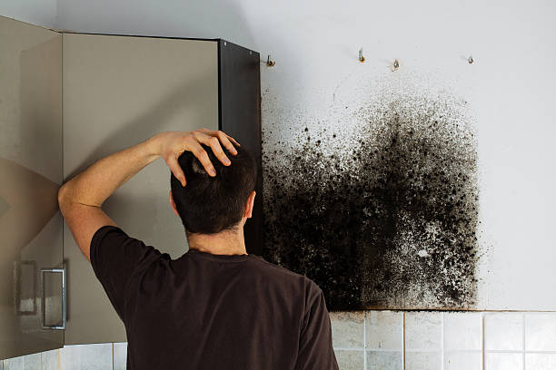 Best Commercial Mold Remediation in Cecilia, LA