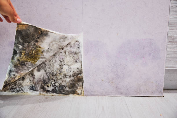 Cecilia, LA Mold Remediation Company